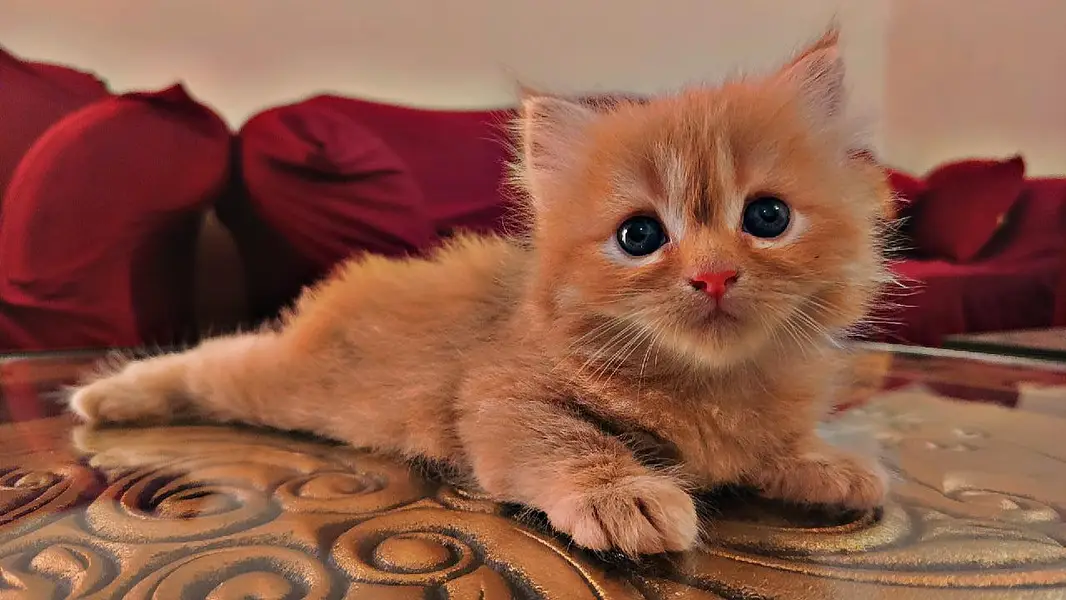 persion 3rble coated kittens 40 days old  — photo 4