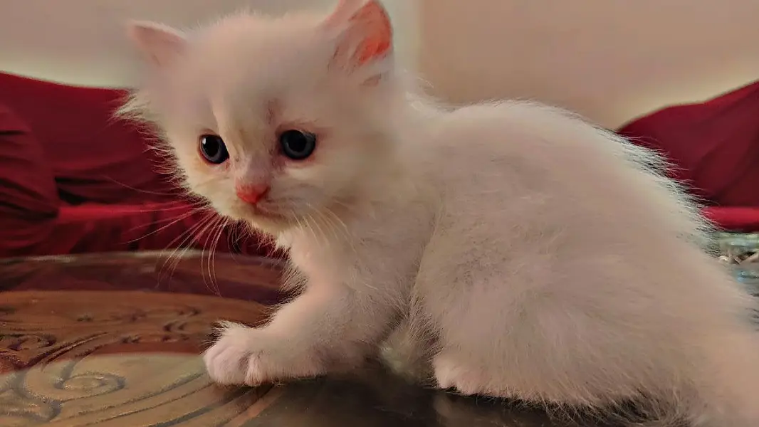persion 3rble coated kittens 40 days old  — photo 7