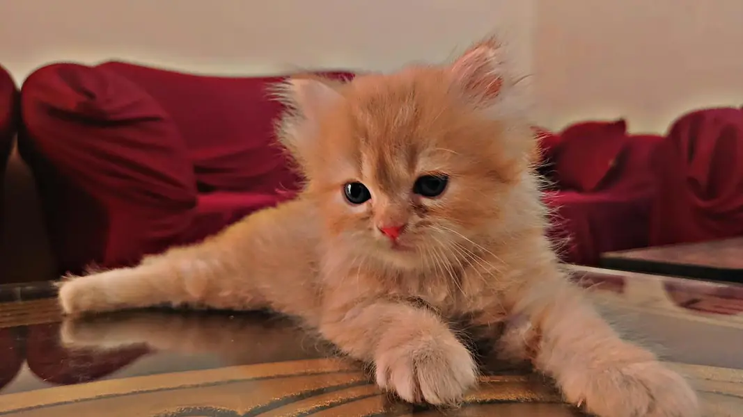 persion 3rble coated kittens 40 days old  — photo 9