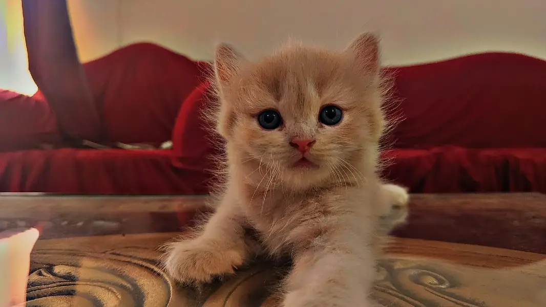 persion 3rble coated kittens 40 days old  — photo 10