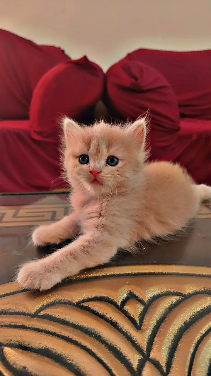 persion 3rble coated kittens 40 days old  — photo 12
