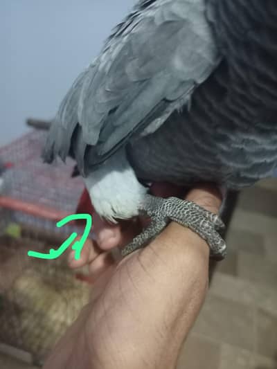 grey parrot
