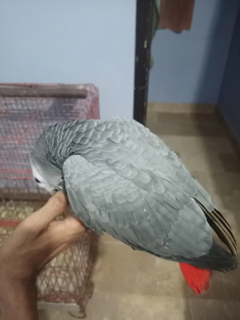 grey parrot — photo 2