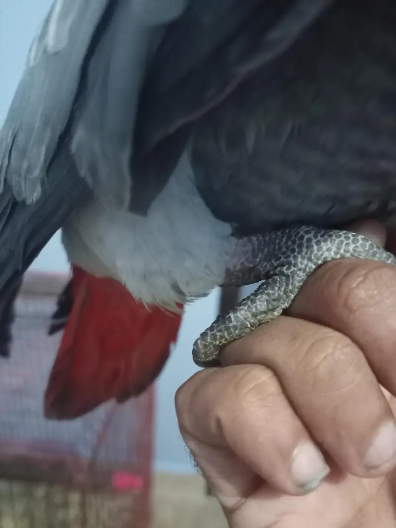 grey parrot — photo 3