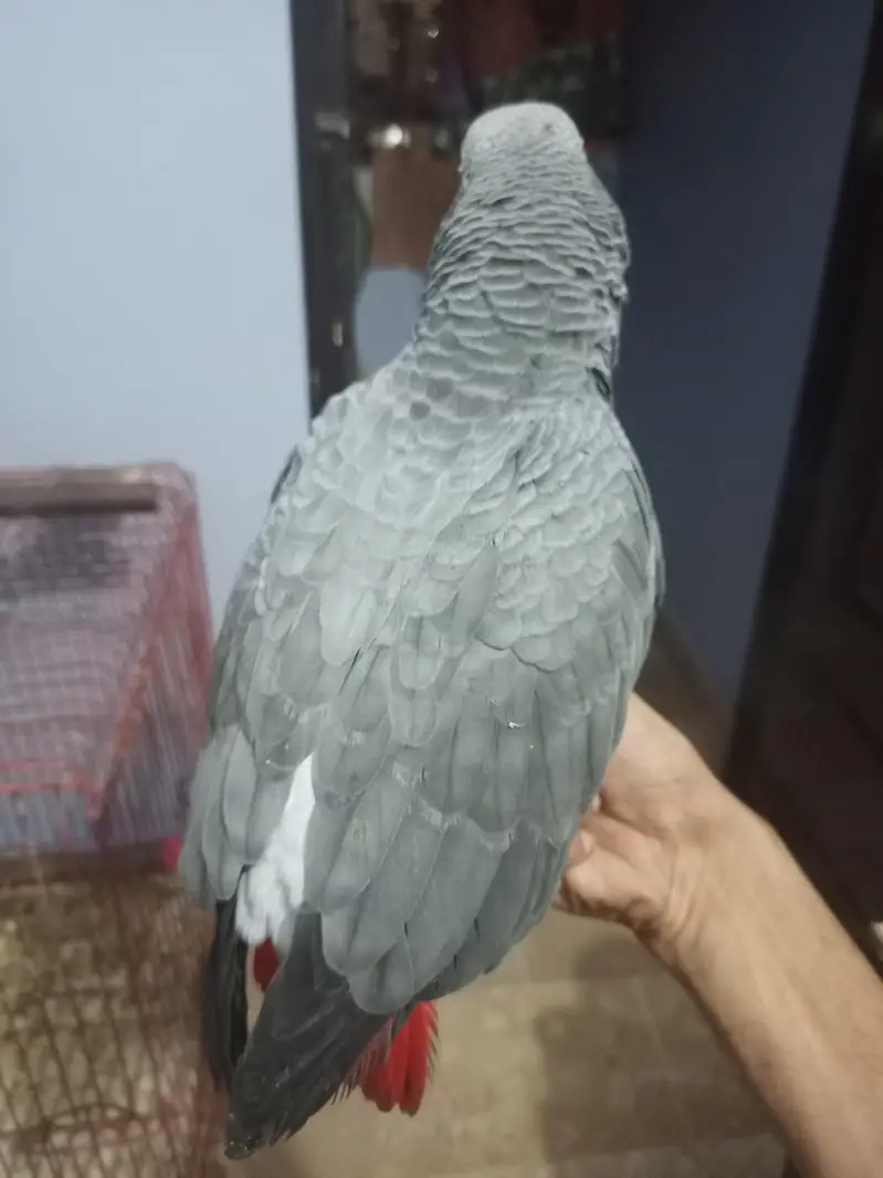 grey parrot — photo 4