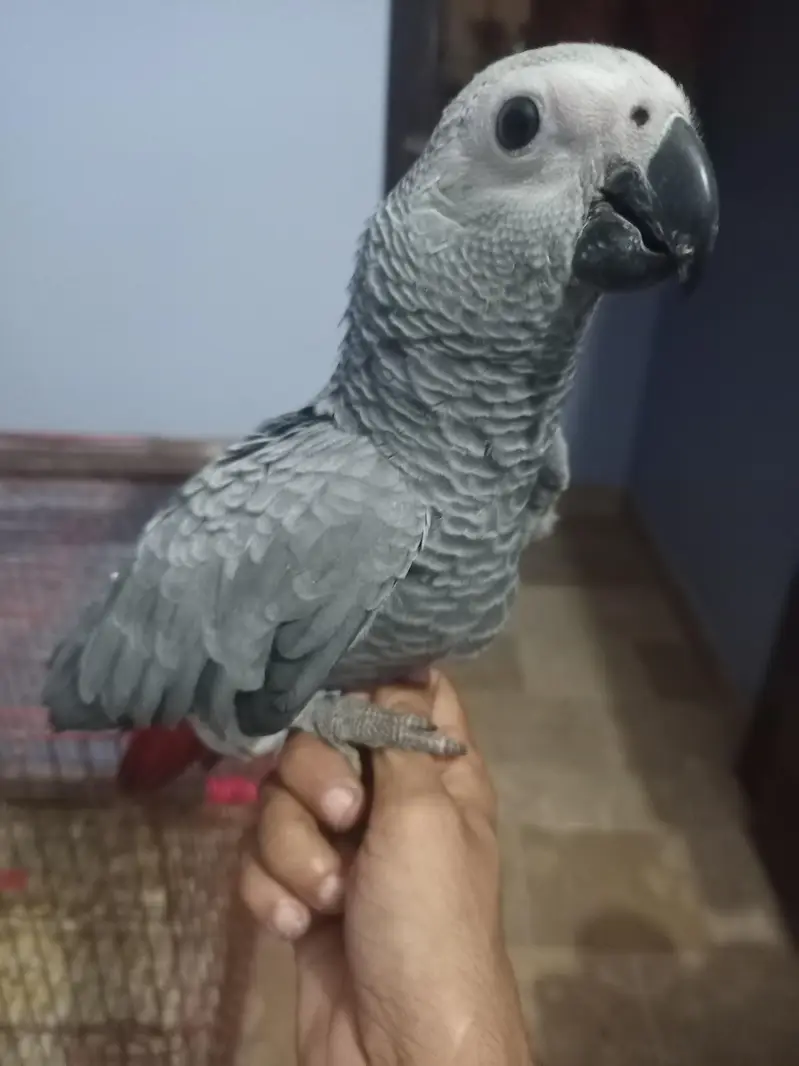 grey parrot — photo 5