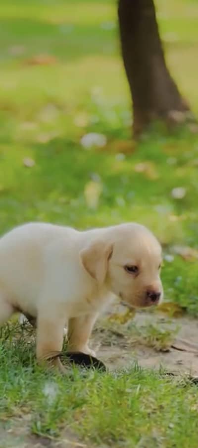 American lab