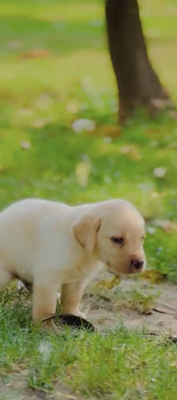 American lab 0