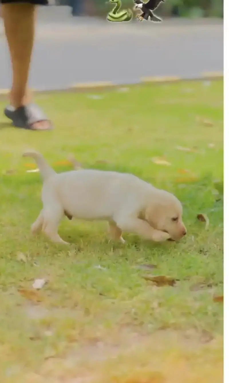 American lab — photo 2