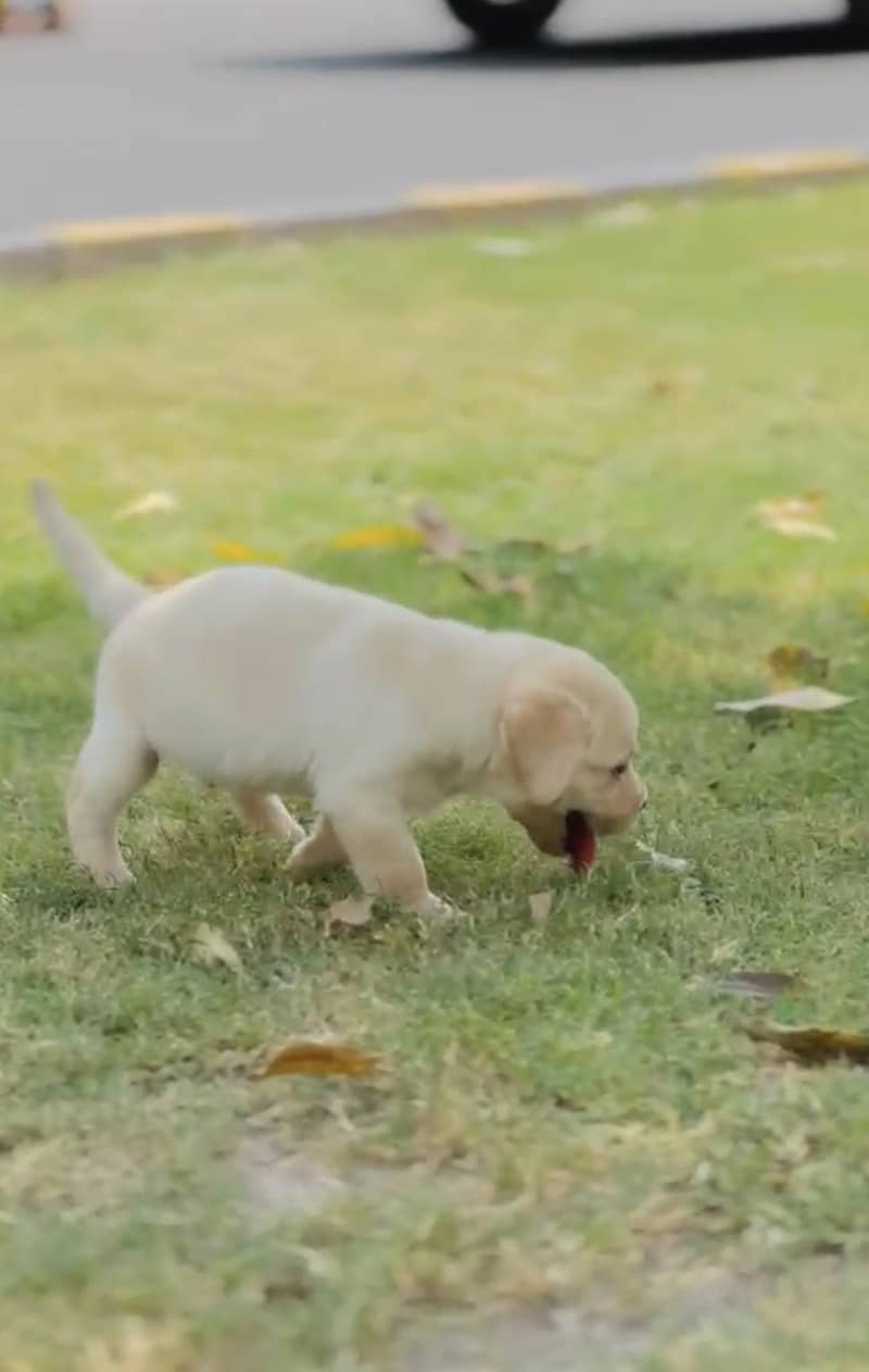 American lab 2