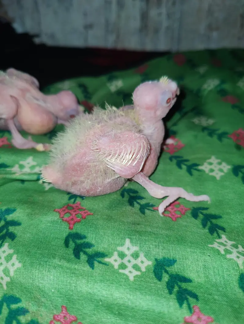 cocktail — photo 3