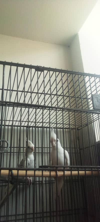 Cockatiel Pair