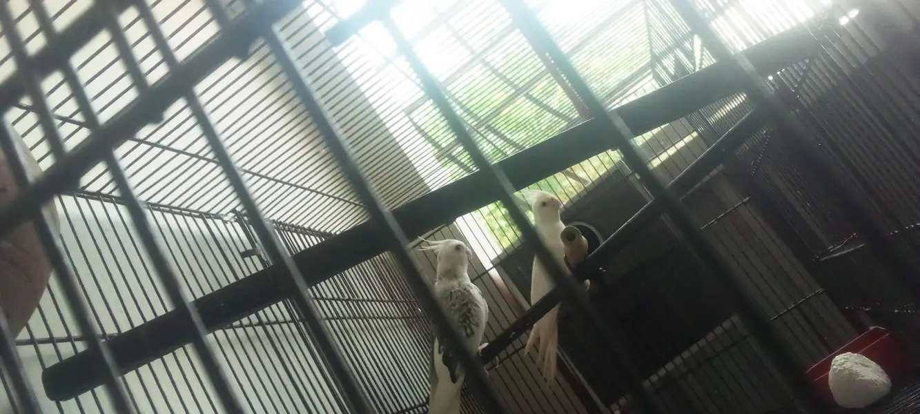 Cockatiel Pair — photo 2