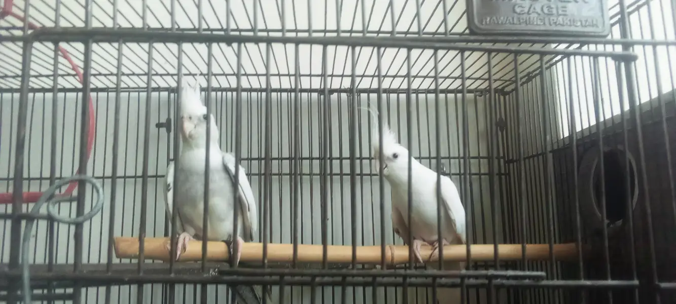 Cockatiel Pair — photo 3