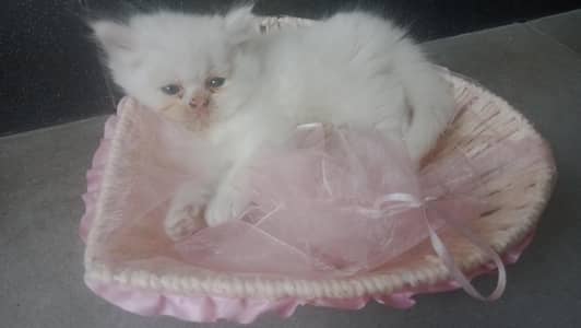 Pure White kitten (Persian cat) 