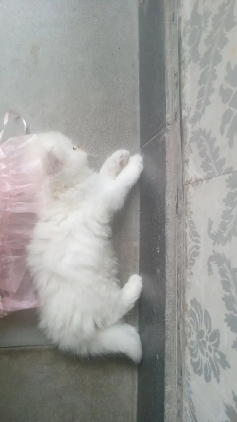 Pure White kitten (Persian cat)  — photo 2