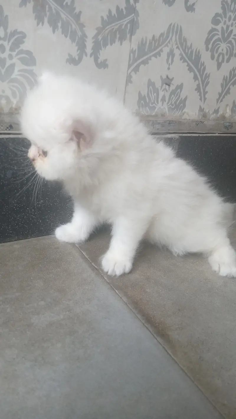 Pure White kitten (Persian cat)  — photo 3