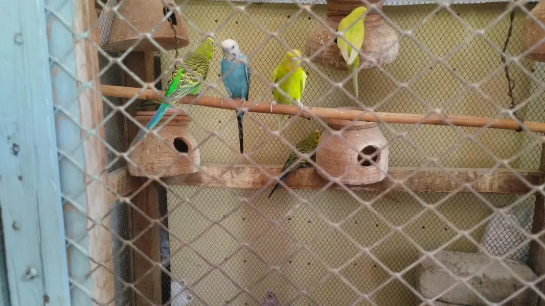 total 5 pairs hai — photo 4
