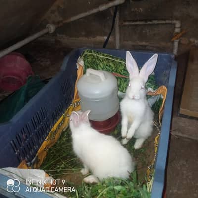 2 Red Eyes white Rabbits