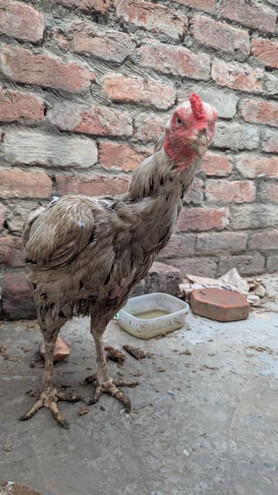 Pure Aseel Female with Eggs