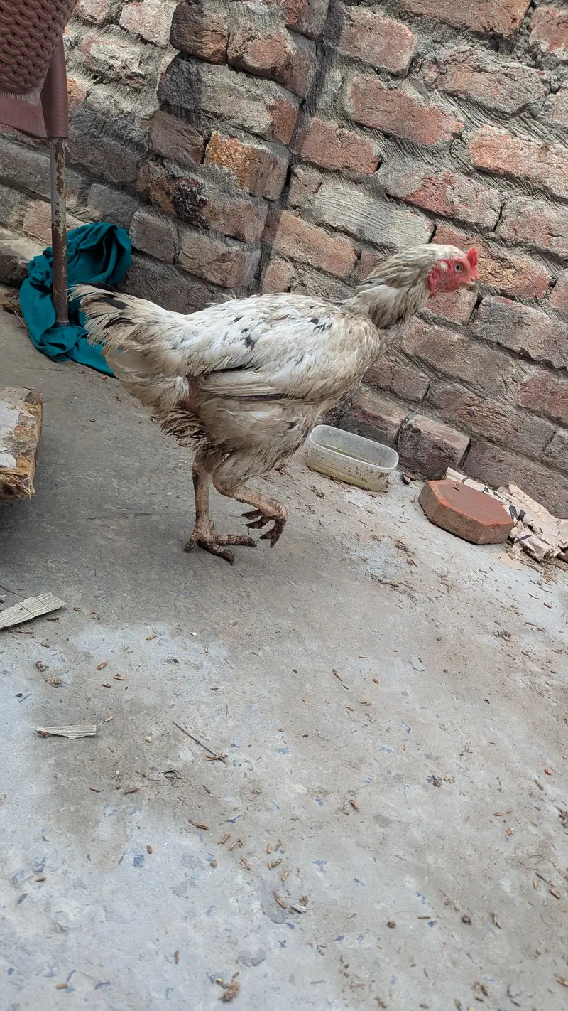 Pure Aseel Female with Eggs — photo 2