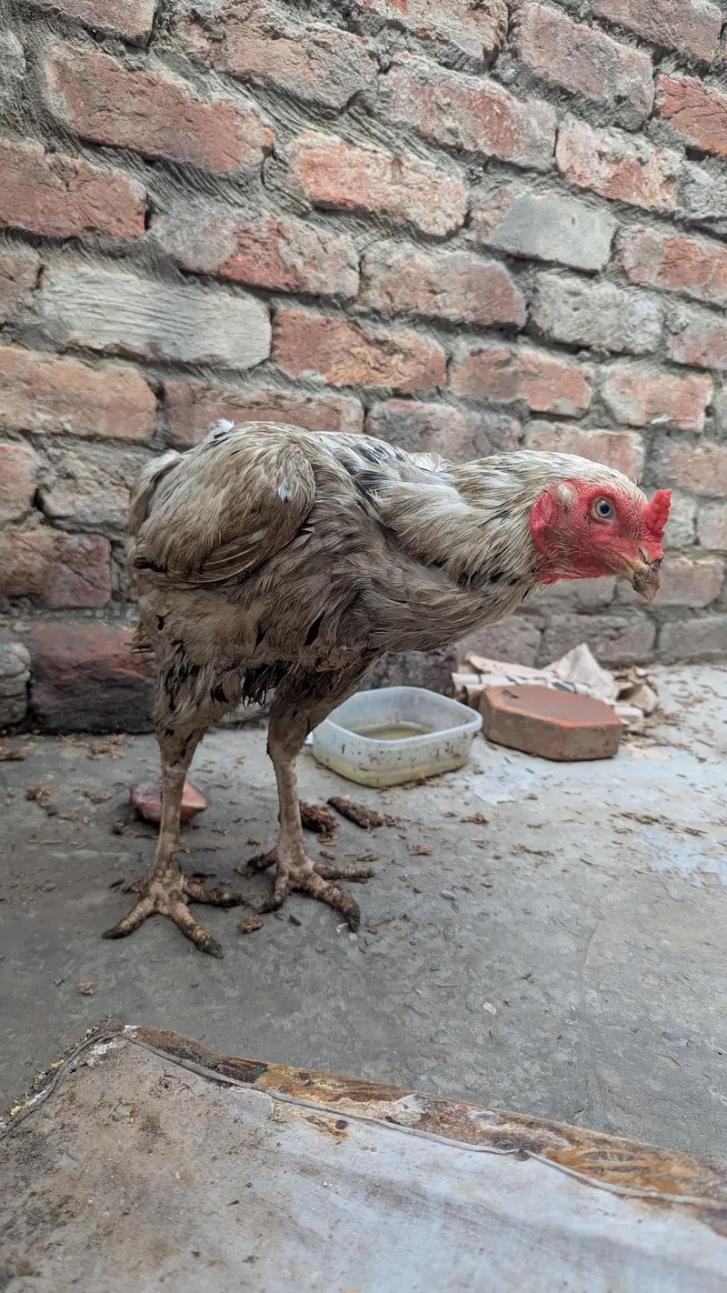 Pure Aseel Female with Eggs — photo 3