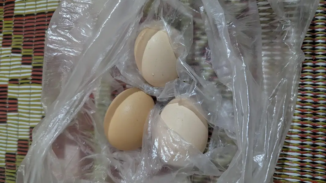 Pure Aseel Female with Eggs — photo 4