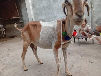 Daisi Nasal ki Bakri Ghar ki Pali Hui for Sale