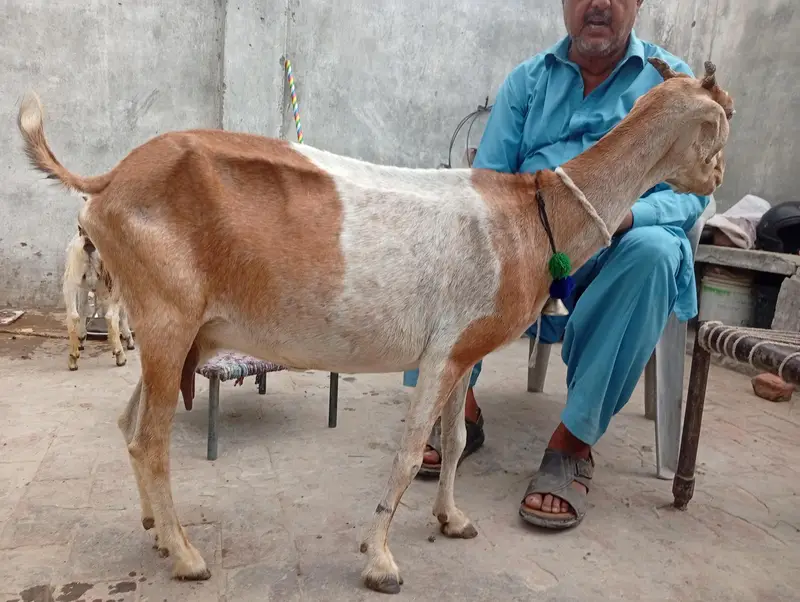 Daisi Nasal ki Bakri Ghar ki Pali Hui for Sale — photo 2