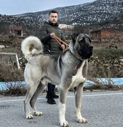 Kangal Puppies available