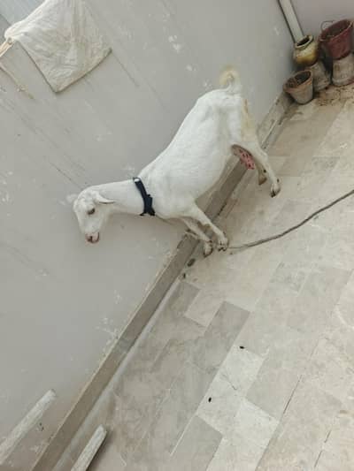 Dooodh Wali Bakri And Male Bakra