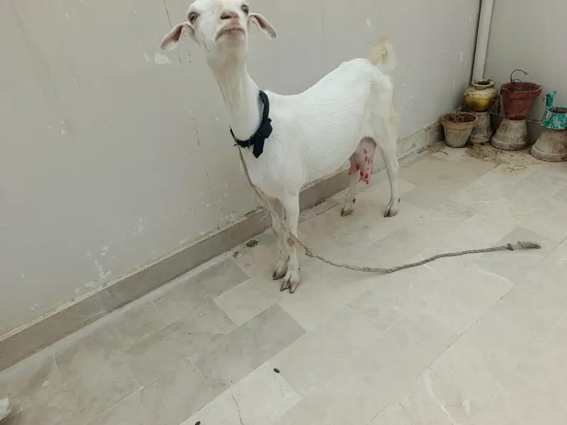 Dooodh Wali Bakri And Male Bakra — photo 2
