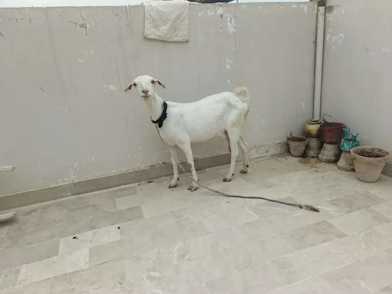 Dooodh Wali Bakri And Male Bakra — photo 3
