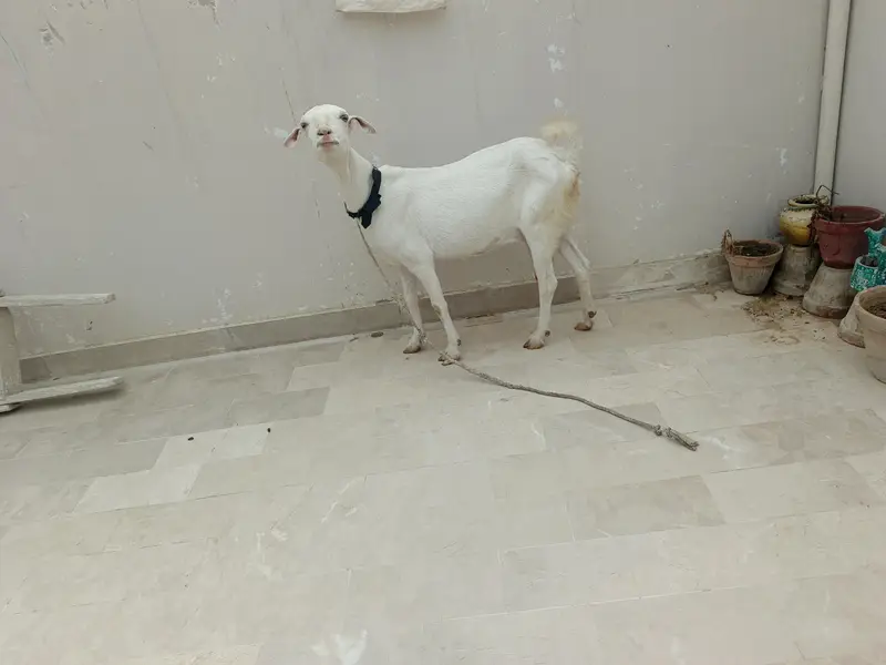 Dooodh Wali Bakri And Male Bakra — photo 4
