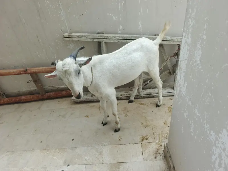 Dooodh Wali Bakri And Male Bakra — photo 5