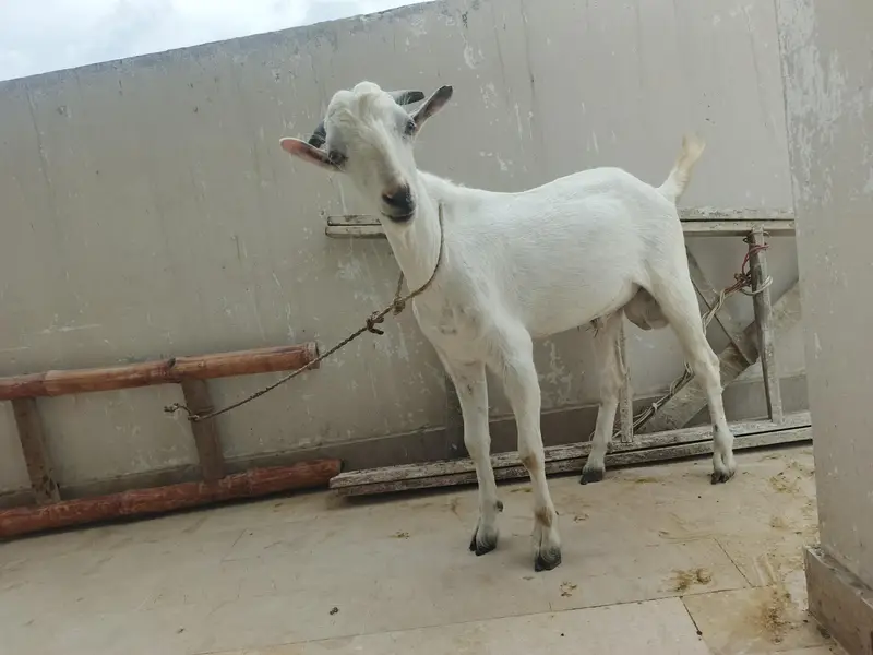 Dooodh Wali Bakri And Male Bakra — photo 6