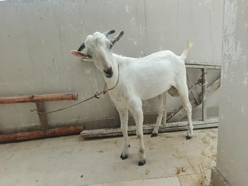 Dooodh Wali Bakri And Male Bakra — photo 7