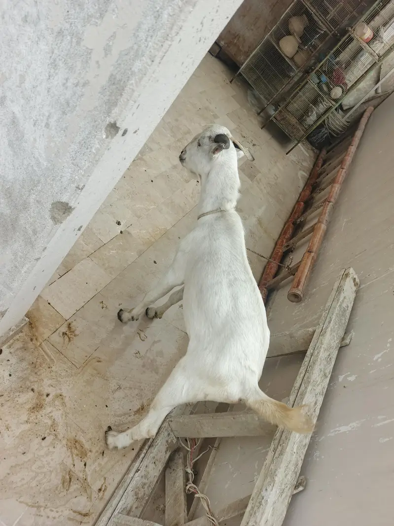 Dooodh Wali Bakri And Male Bakra — photo 8