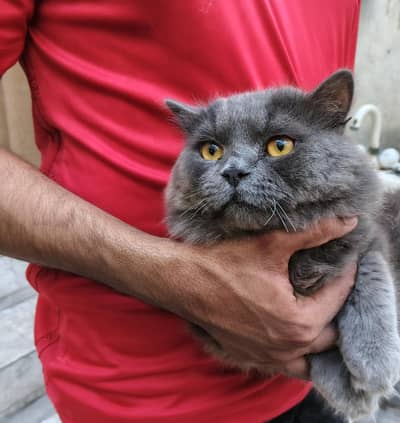 Pure British Longhair Male Cat – For Sale