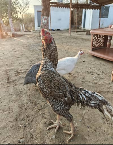 Cuckoo Shamu pair