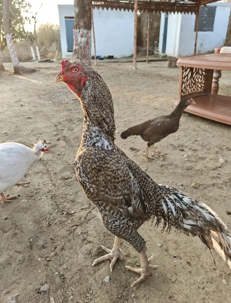 Cuckoo Shamu pair — photo 3