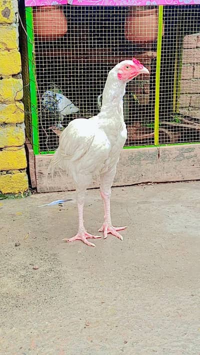 heera pair full papaer white
