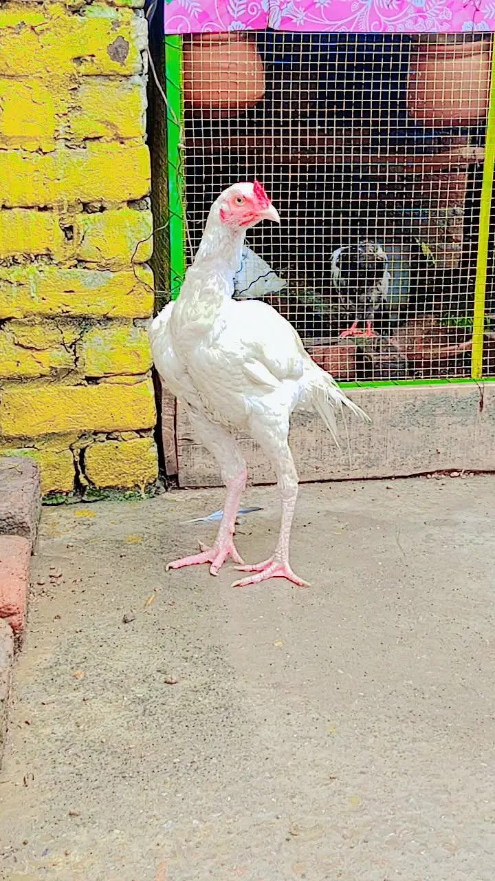 heera pair full papaer white — photo 2