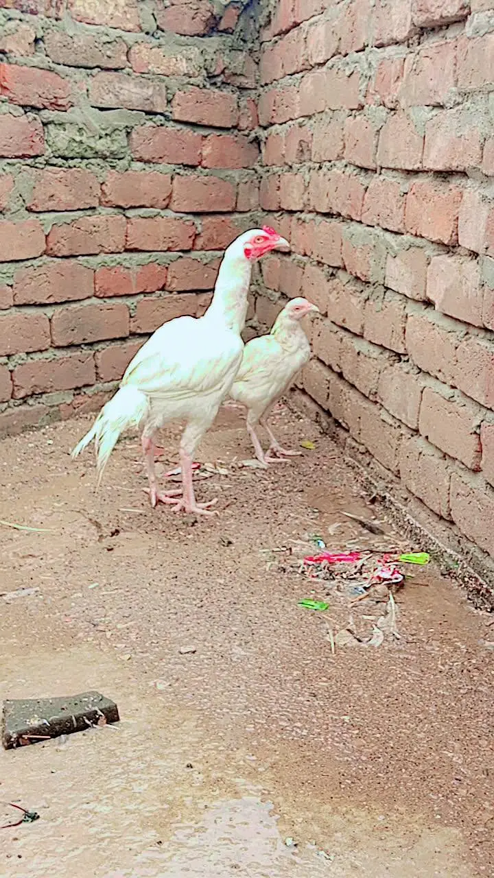 heera pair full papaer white — photo 3