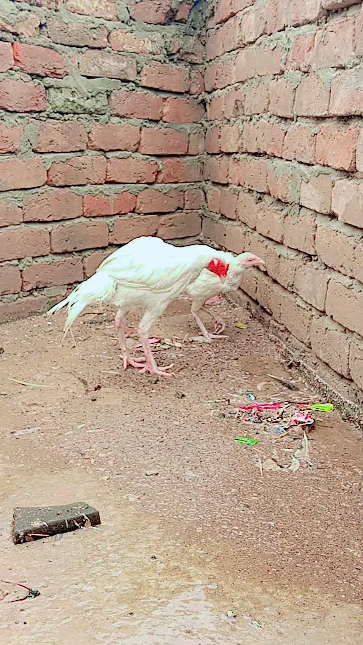 heera pair full papaer white — photo 4