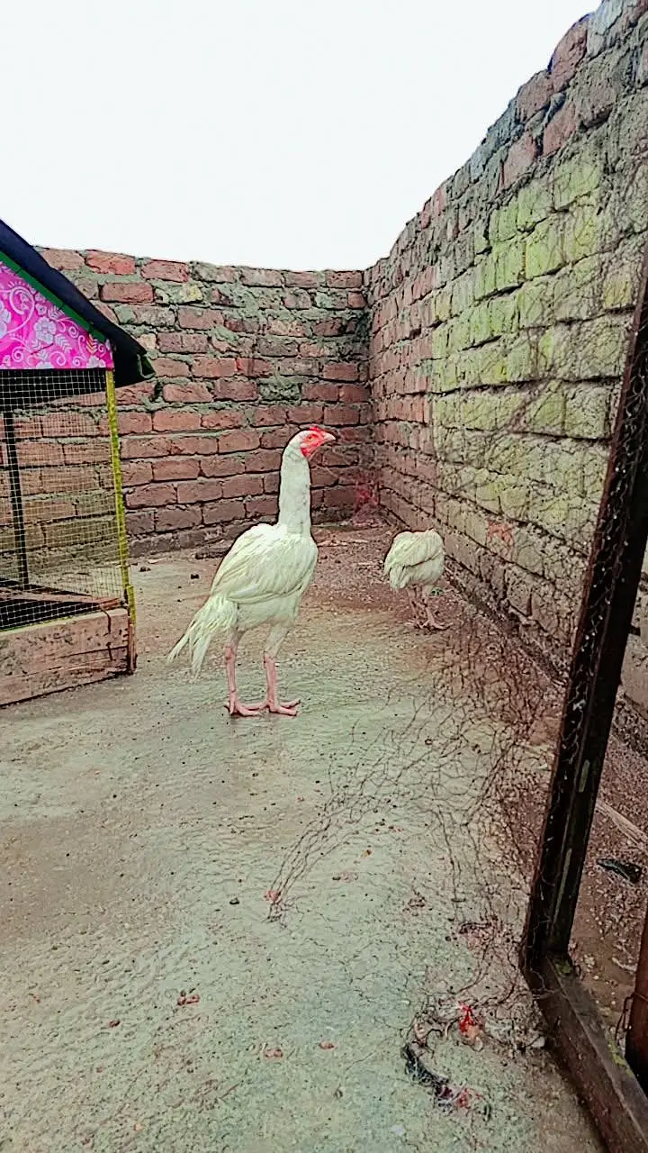 heera pair full papaer white — photo 5