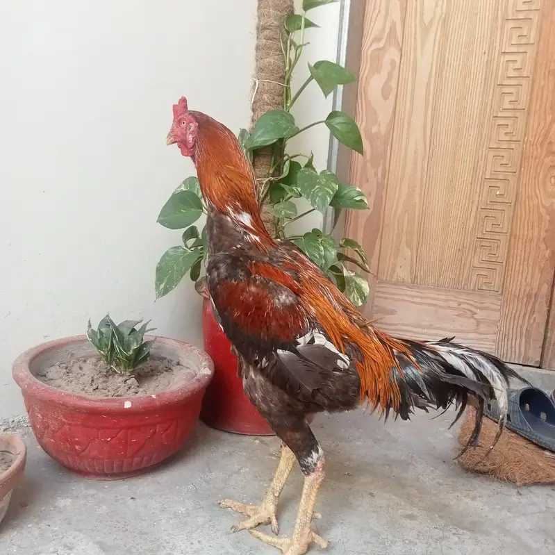 aseel lasani shamo — photo 3