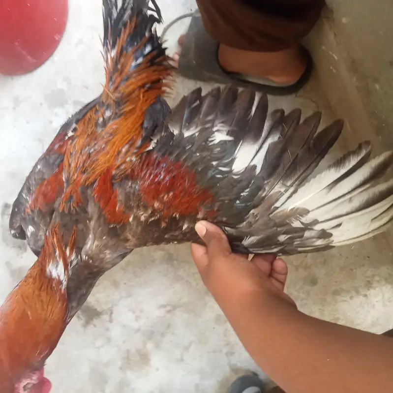aseel lasani shamo — photo 4