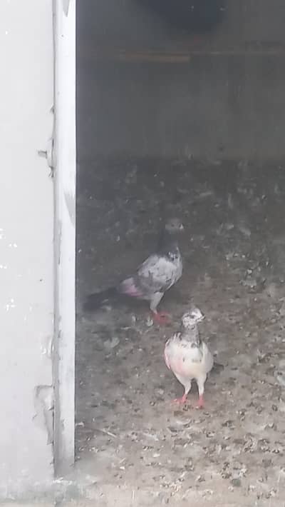 bachy for sell 03402208818 lohare cantt