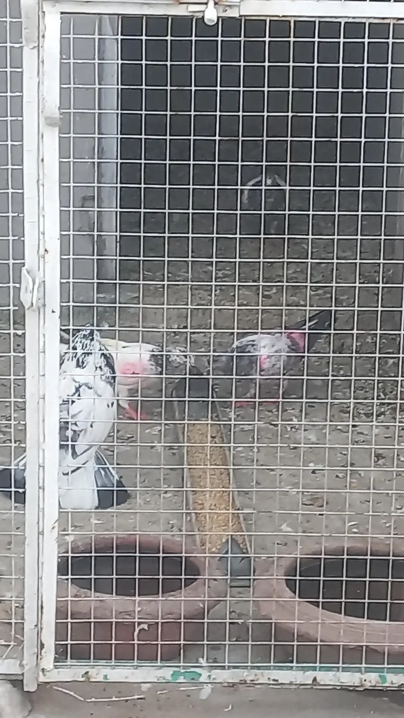 bachy for sell 03402208818 lohare cantt — photo 2